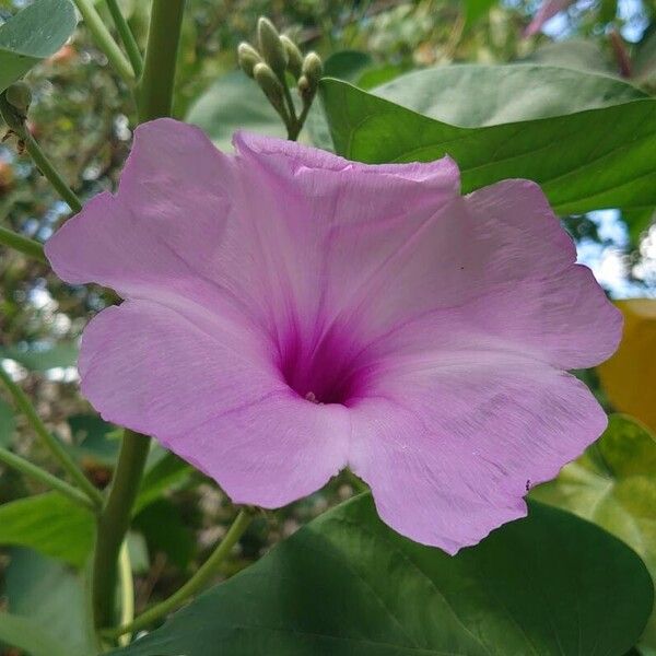 Ipomoea carnea ᱵᱟᱦᱟ