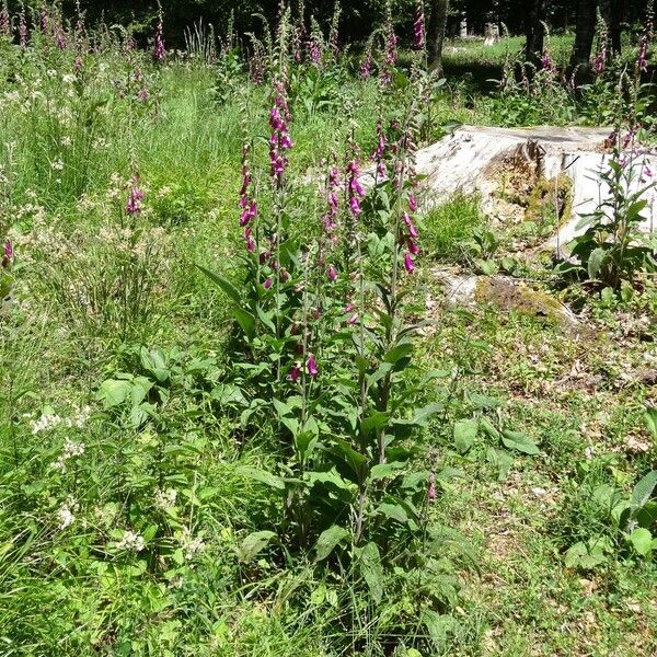 Digitalis purpurea Vekstform