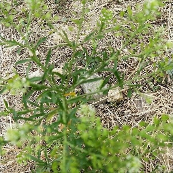 Lepidium ruderale Frunză