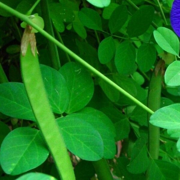 Clitoria ternatea फल