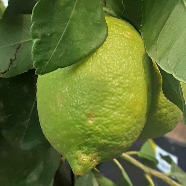 Citrus × limon Vili