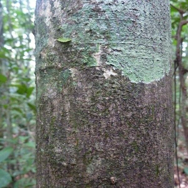 Pseudopiptadenia suaveolens Bark