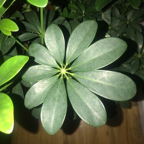 Schefflera arboricola 葉