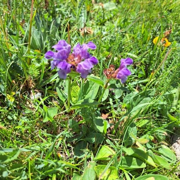 Prunella grandiflora Vivejo