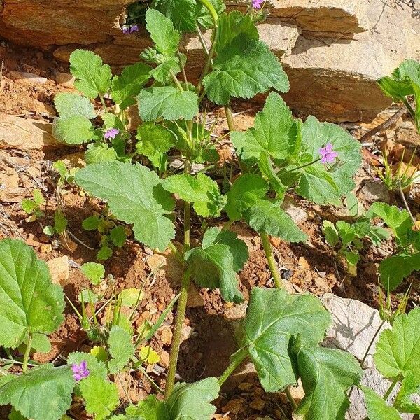 Erodium malacoides Habitus