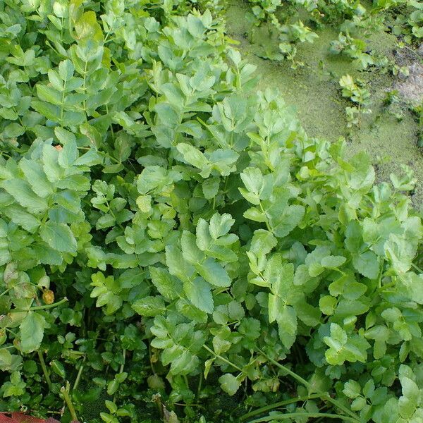 Nasturtium officinale Yeri