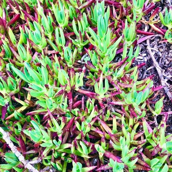 Carpobrotus chilensis Frunză