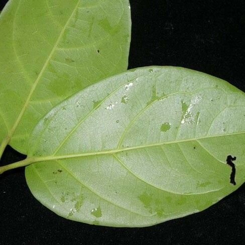 Tanaecium pyramidatum Fuelha