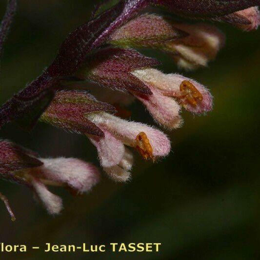 Odontites jaubertianus Flor