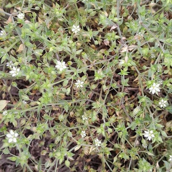 Arenaria serpyllifolia Habit