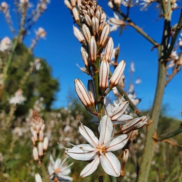 Asphodelus ramosus Fiore