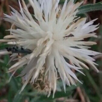 Centaurea aspera Blodyn
