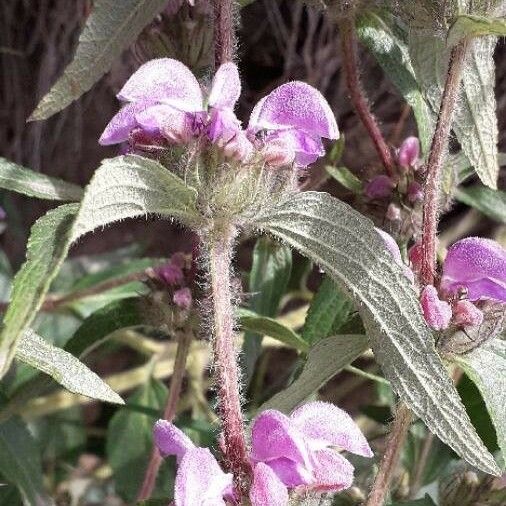 Phlomis herba-venti Fleur