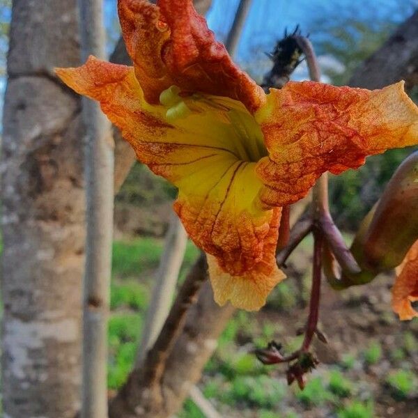 Kigelia africana 花