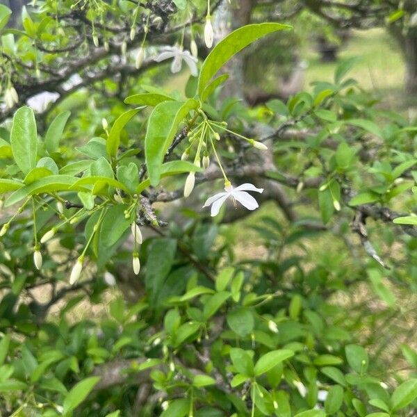 Wrightia religiosa Flors