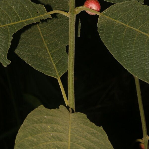 Siparuna gesnerioides Blatt