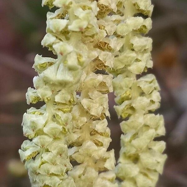 Corylus avellana Λουλούδι
