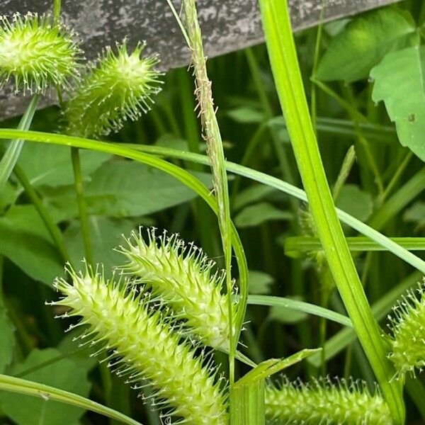 Carex lurida Cvet