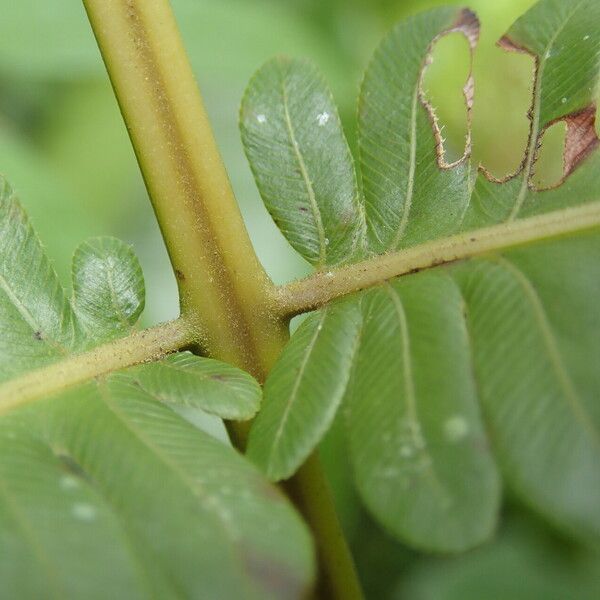 Thelypteris interrupta Leaf