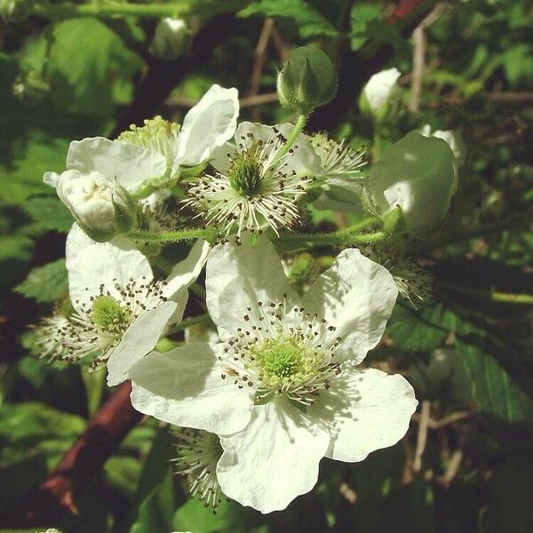 Rubus allegheniensis फूल