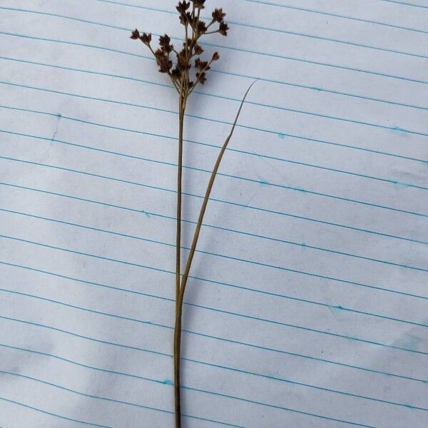 Juncus acutiflorus Lorea