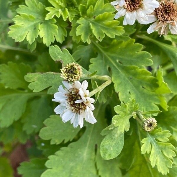 Tanacetum parthenium Blomst