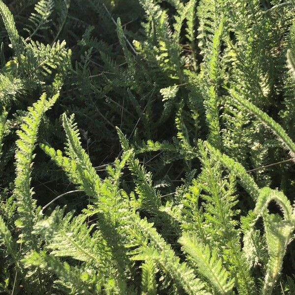 Achillea setacea Лист