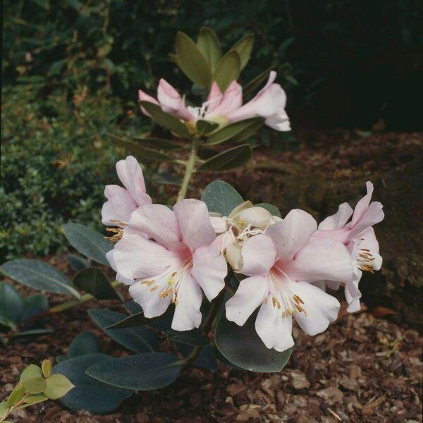 Rhododendron rubellum Flor