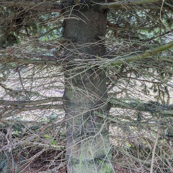 Abies nordmanniana Casca