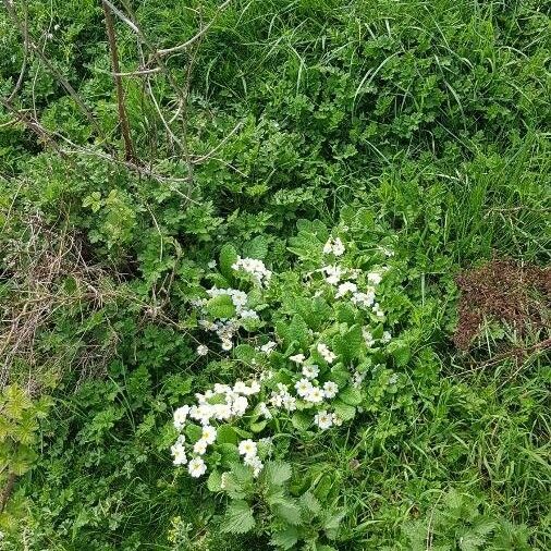 Primula vulgaris 整株植物
