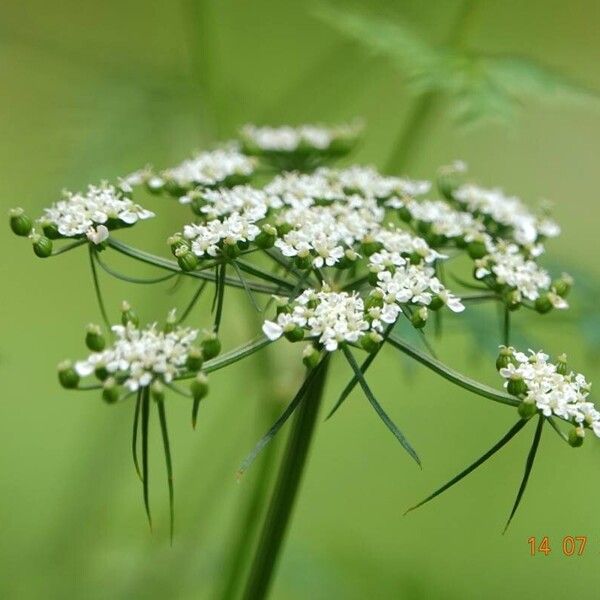 Aethusa cynapium Blomst