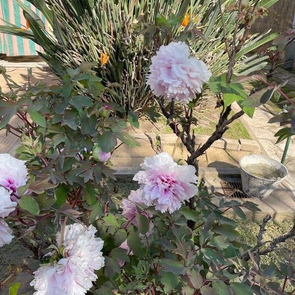 Paeonia × suffruticosa Flower