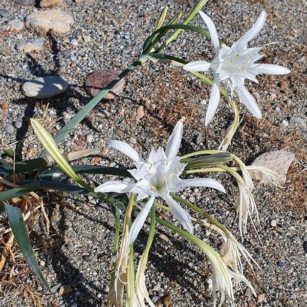 Pancratium maritimum Blodyn