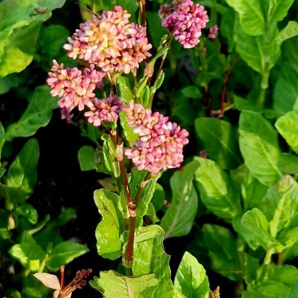 Persicaria tinctoria Celota