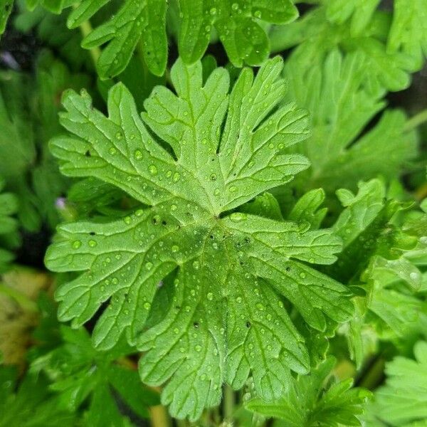 Geranium pusillum Leaf