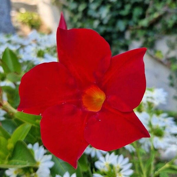 Mandevilla sanderi Flor