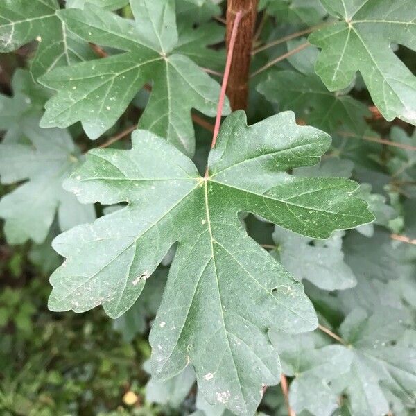 Acer campestre Leaf