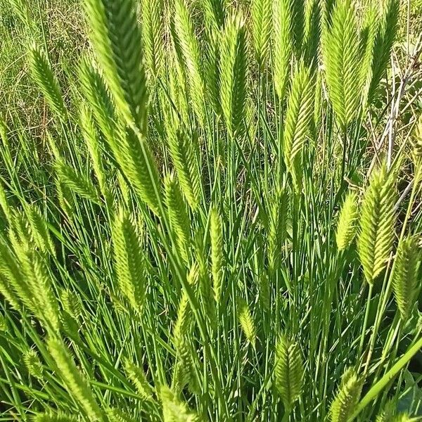 Agropyron cristatum Habit