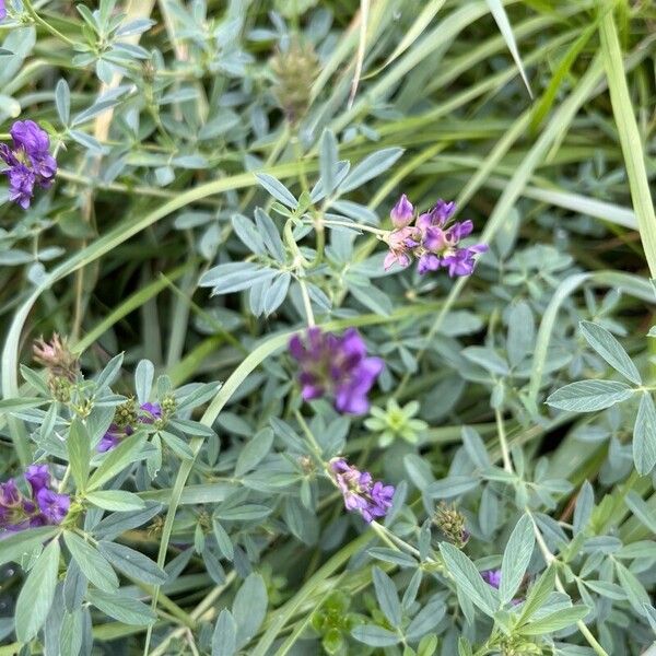 Medicago × varia Kukka