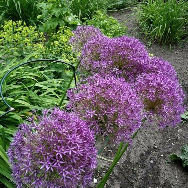 Allium nigrum Virág