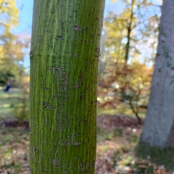 Acer laxiflorum Bark