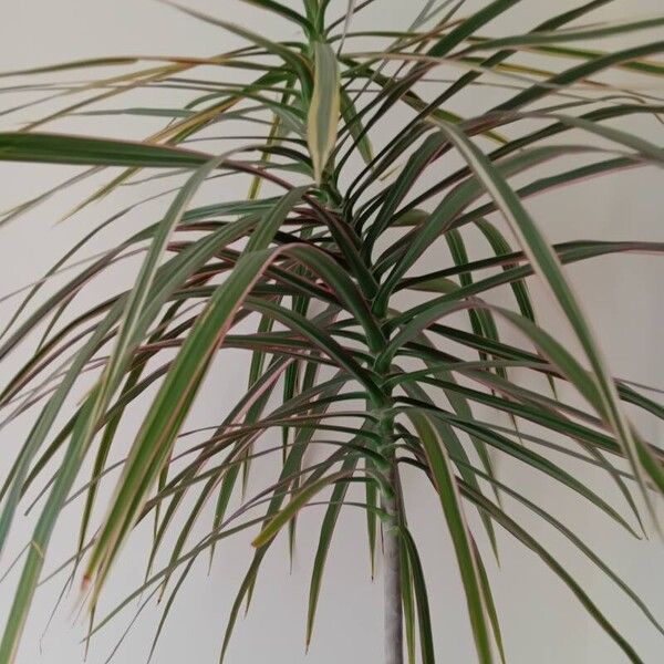 Dracaena reflexa पत्ता