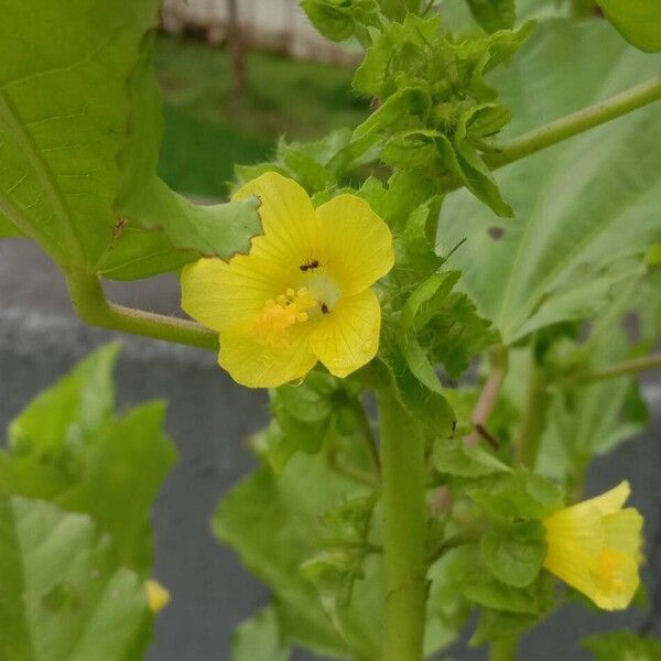 Malachra capitata Flower