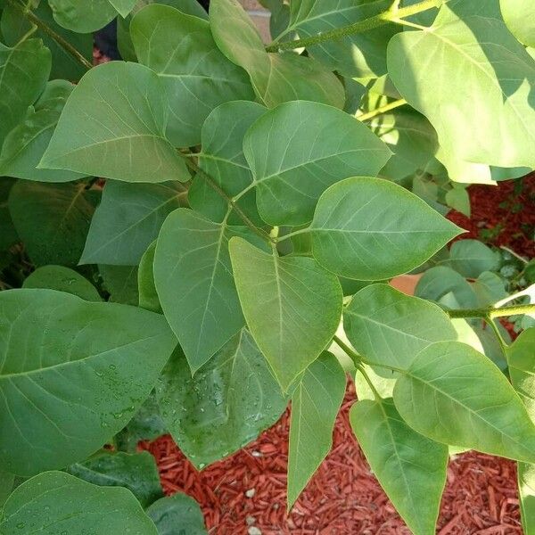 Syringa reticulata Levél