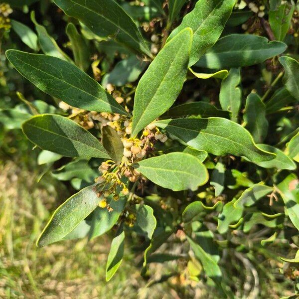 Euclea divinorum Leaf