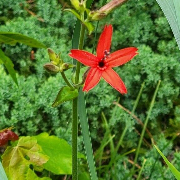 Silene virginica Flower