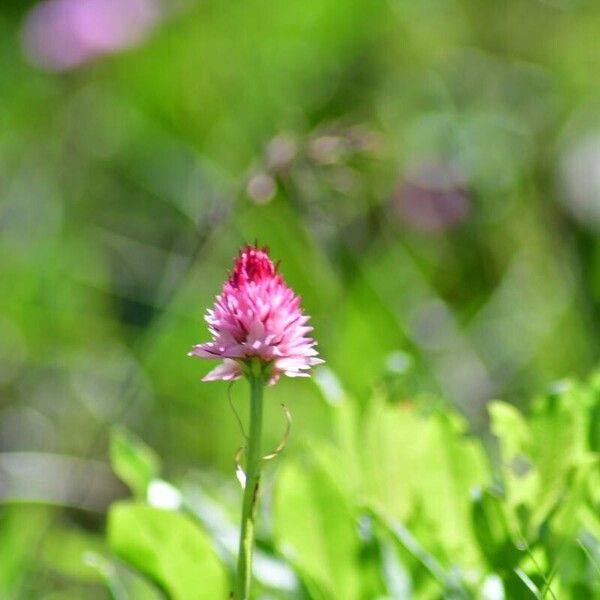 Gymnadenia corneliana Blüte