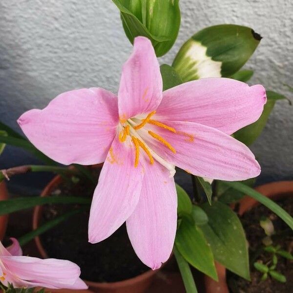 Zephyranthes carinata Fiore