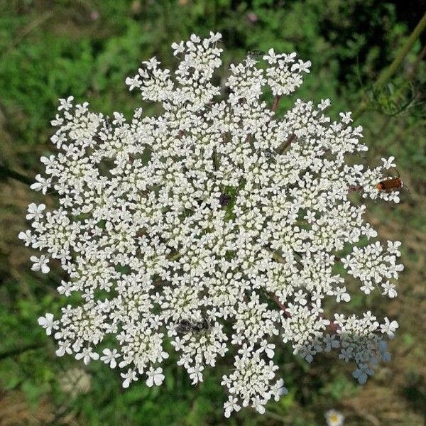 Daucus carota Virág