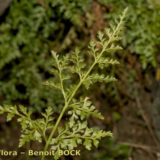 Asplenium cuneifolium Otro